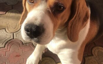 Imperechere beagle pedigree