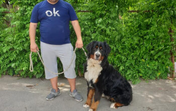 Dresaj si pensiune canina