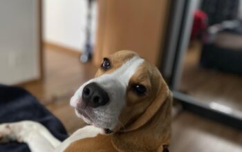 Beagle mascul pentru imperechere PEDIGREE