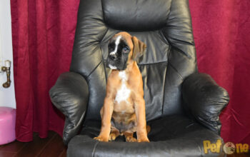 Boxer german cu PEDIGREE