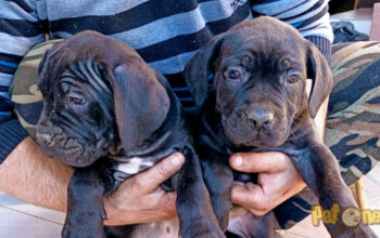 CATEI CANE CORSO CU PEDIGREE