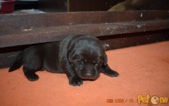 Labrador Retriever pedigree tip A