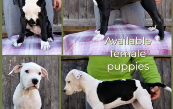 Pui catei amstaff cu pedigree