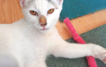 Adoptie motanel alb
