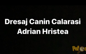 Dresaj canin Calarasi