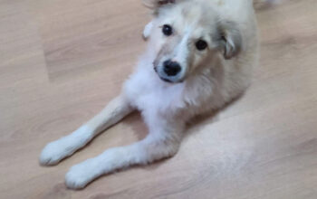 Adopție responsabila