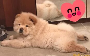 Femela Chow-Chow cu pedigree / Varsta de 3 ani