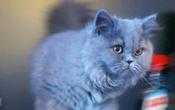 British longhair blue fetita Pedigree