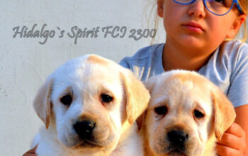 Pui Labrador Retriever cu pedigree tip A
