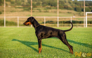 Doberman Pedigree