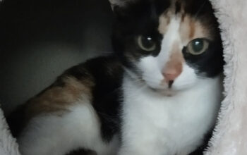 Pensiune animale companie Casuta Necuvantatoarelor SRL
