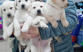 Pui de labrador