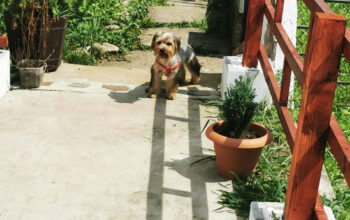 Pensiune canina MaiaPet Sighet