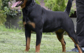 Femela Rottweiler cu pedigree de tip A