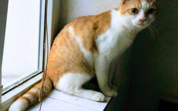 GARFIELD, British Shorthair mixbreed