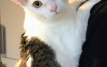 YOYO, British Shorthair mixbreed