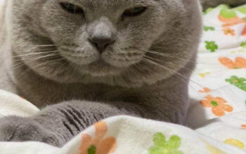 Mascul British Shorthair lila cu pedigree