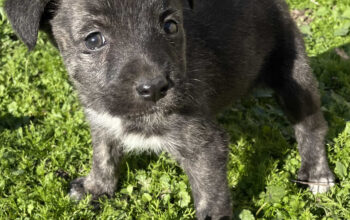 Adopție cățeluș