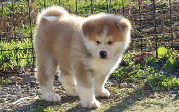 Pedigree akita inu