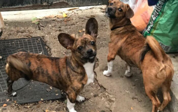 JESSIE si DEISY, metise bulldog francez