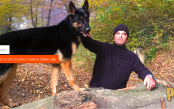 Dresaj canin CANIDE Brasov