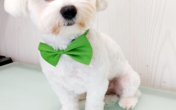 Frizerie canina Poly Pet Constanta
