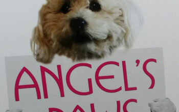 Angel’s Paws Pet groomer
