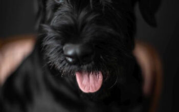 Pui Schnauzer Urias, cu pedigree, livrare de Craciun