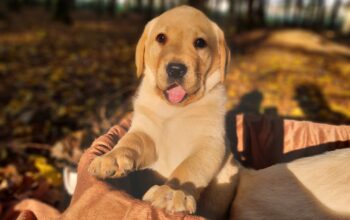 Labrador Retriever pedigree tip A