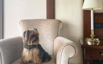Hotel International Sinaia 4* petfriendly