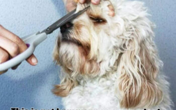 EricPet – Frizerie canina si felina Buzau