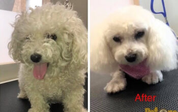 Salon canin Bella Sibiu