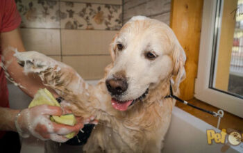 Coafor canin Lucky Sibiu