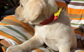 Pui Labrador Retriever cu pedigree tip A