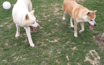 Pui Akita Inu japonez