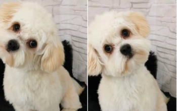 Cosmetica canina Timisoara