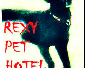 Rexy Pet Hotel Buftea