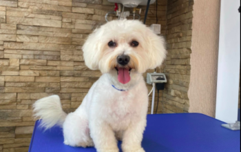 Sparkly Pets Salon Bucuresti