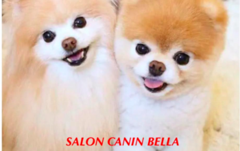 Salon canin Bella Sibiu