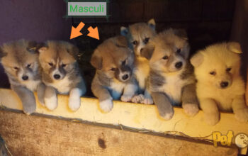pui / catei akita inu rasa pura pedigree