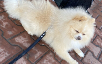 Imperechere Spitz Pomeranian Pedigree