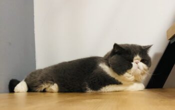 Pedigree-Motan exotic shorthair pentru monta