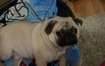 Imperechere mops