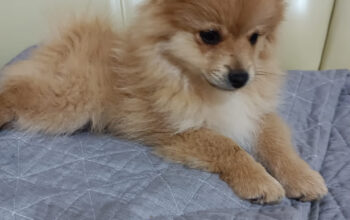 Pomeranian spitz