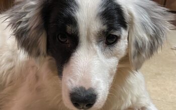 Adopție cățeluș