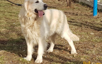 Mascul Golden Retriever Campion de Romania