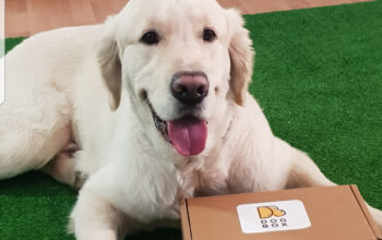 Pedigree Caut partenera pentru Bess, Golden Retriever