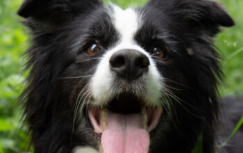 Cosmetică canină Anohana Satu Mare