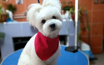 Salon Canin și Felin Oravita
