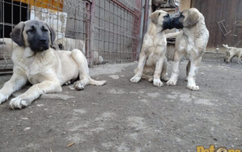 FCI Pedigree Femele Kangal Malakli își caută o nouă casă